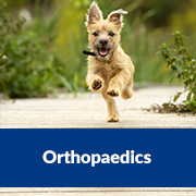 hills-orthopaedics