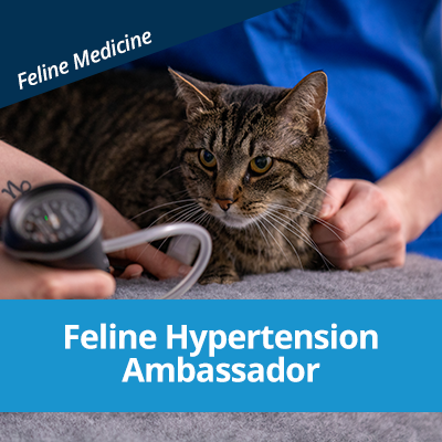 Feline-Hypertension-Ambassador