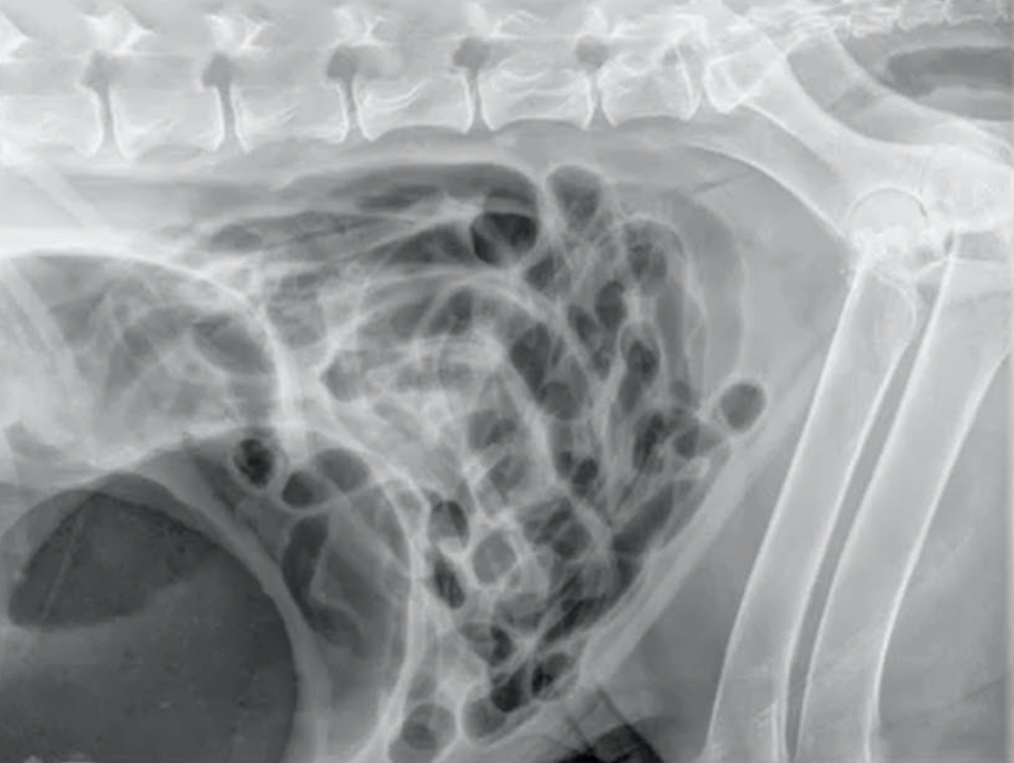 acute abdomen webinar page image