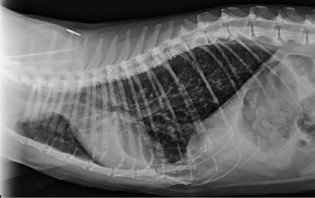 GP Refresh Small Animal Radiology