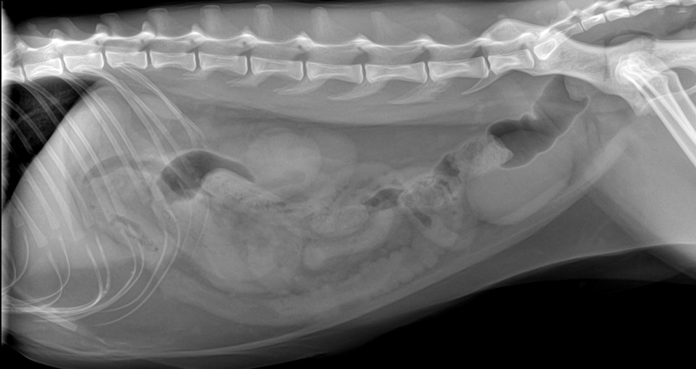 GP Refresh Small Animal Radiology