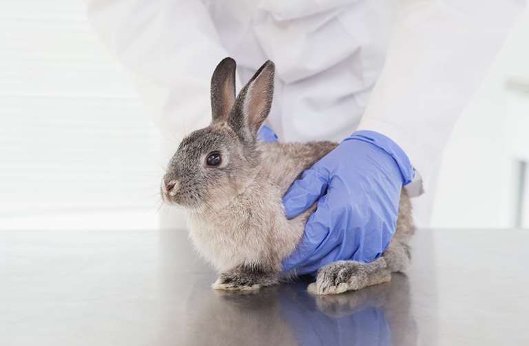 A to Z of Rabbits in Veterinary Practice (Nurses) CPD Solutions