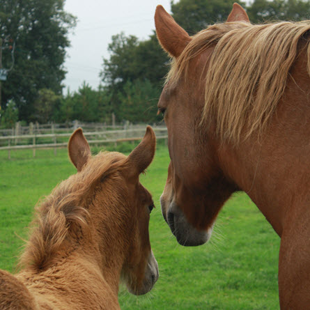 Everything you need to know about Equine reproduction in practice - CPD ...