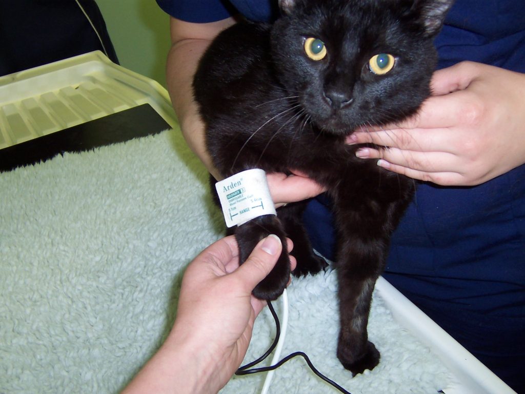 Updates in Diabetes and Renal Disease in Dogs and Cats CPD Solutions